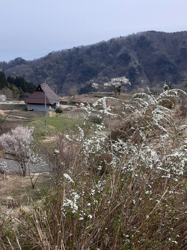20250412_145130花の世屋　米のように白い花